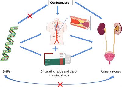 Causal effects of circulating lipids and lipid-lowering drugs on the risk of urinary stones: a Mendelian randomization study